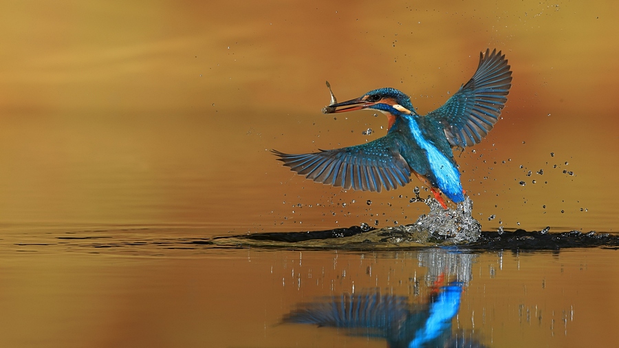 Week 13 - ...spread your wings..