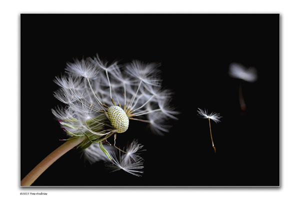 Wk 45 Paardenbloem