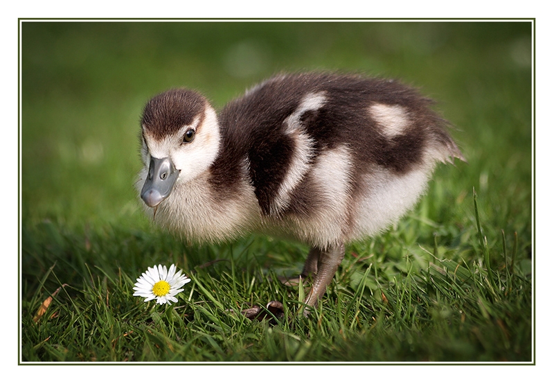 April - Lente