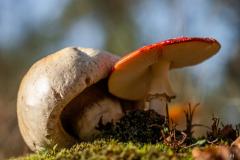 wk43 Paddo gevecht