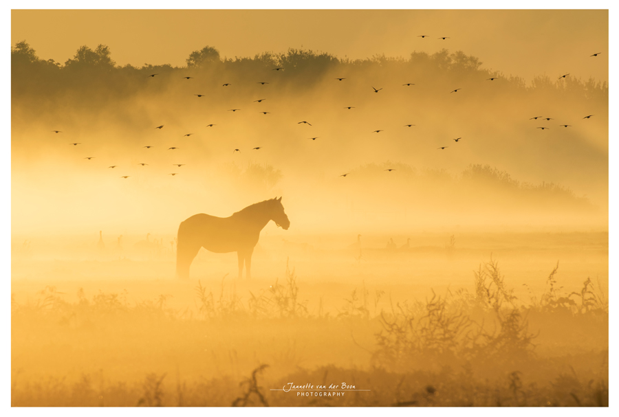Week 41 - paard in de mist