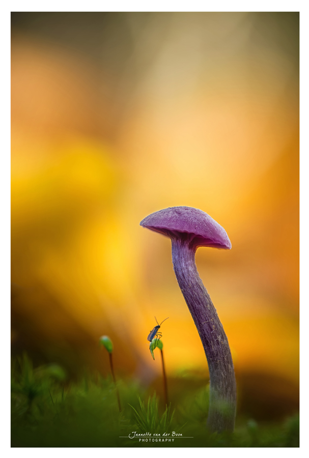 Week 44 - Always Look Up