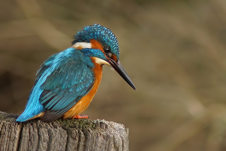 Week 6 - IJsvogel