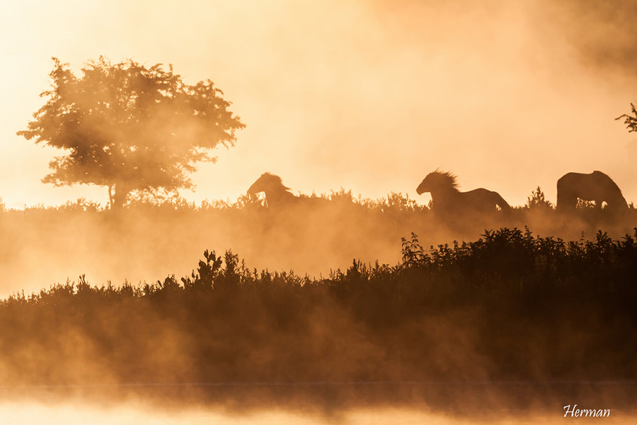 Week 23 - Oostvaardersplassen