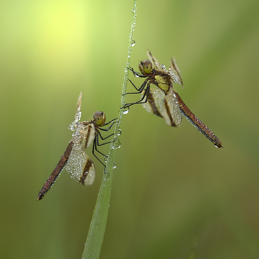 Week 35 - Samen wakker worden