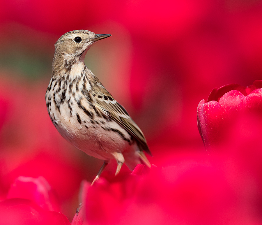 Week 18 - in het rood