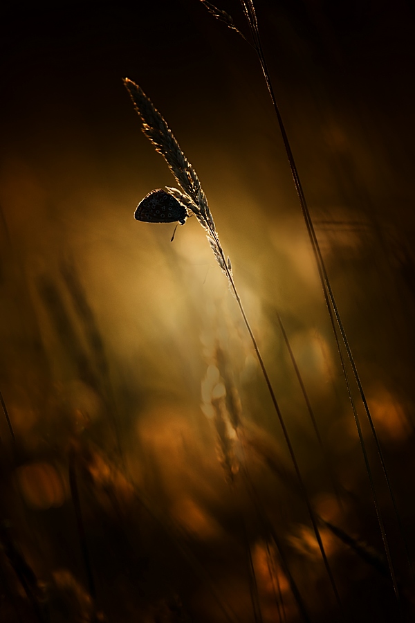 Week 27 - Icarusje in tegenlicht