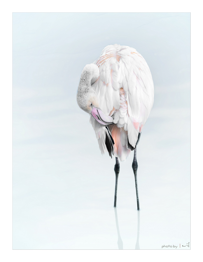 Week 38 - Flamingo