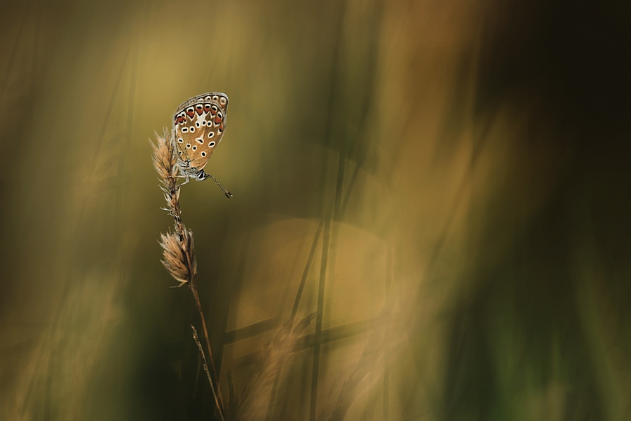 Maandopdracht juli-aug: Bokeh