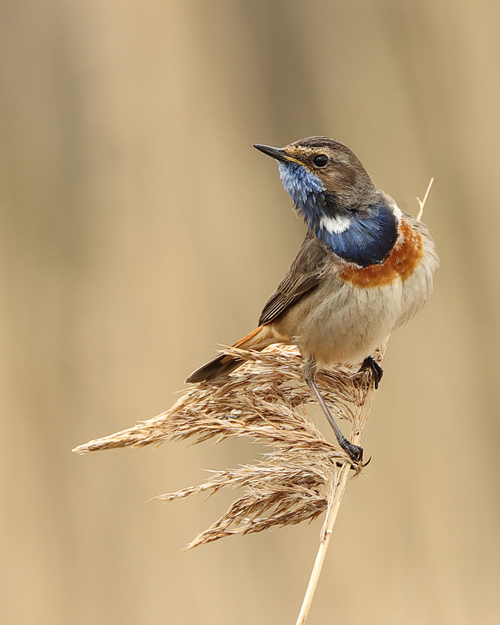 Week 28 - ...blauwborst...