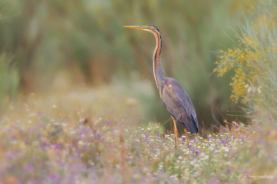 Week 31 - Purperreiger