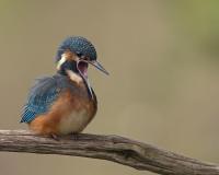 Week 38 - jonge ijsvogel met ...