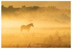Week 41 - paard in de mist