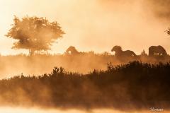 Week 23 - Oostvaardersplassen