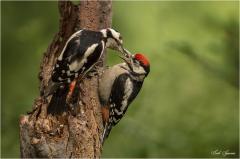 Week 43 - Feed-time.....