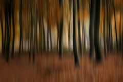 Week 5 - ...dansende bomen...