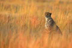 Week 38 - last-minute cheetahs
