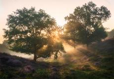 Week 35 - Rays of Light