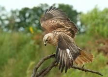 Week 33  - Buizerd