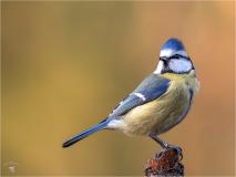 Week 45 - Blue Tit......