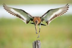 Week 21 - Landing Grutto