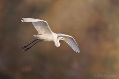 Week 45 - Grote Zilverreiger