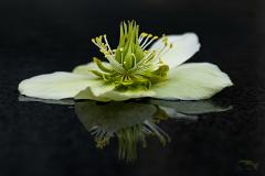 Week 1 - Helleborus..