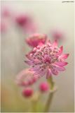 Wk 7 Astrantia