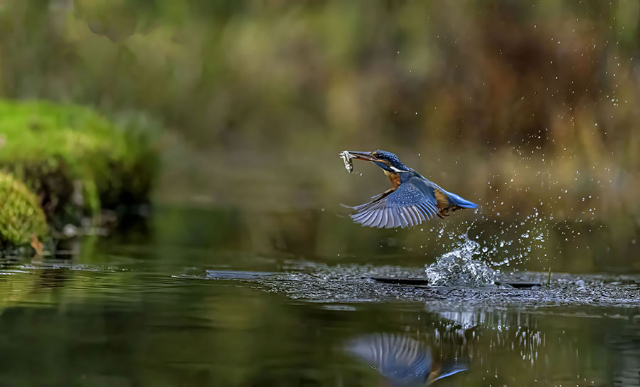Wk 47 Ijsvogel