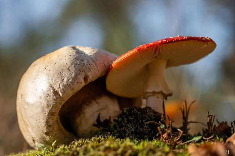 wk43 Paddo gevecht