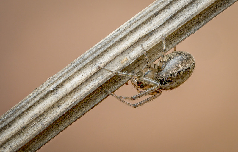 Wk 44 Itsy bitsy