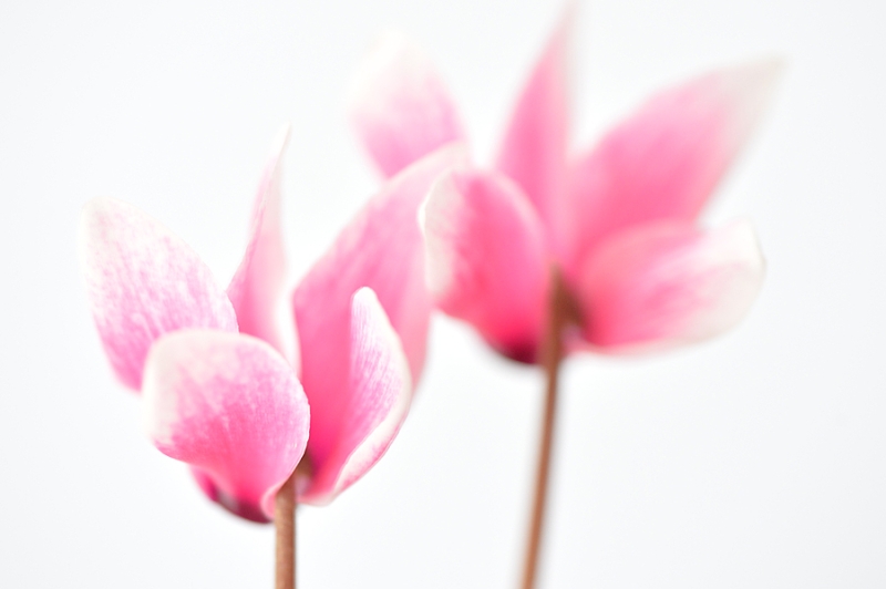 Cyclaam met Orton effect