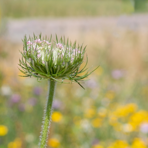 Steekt er met kop bovenuit....+ Update