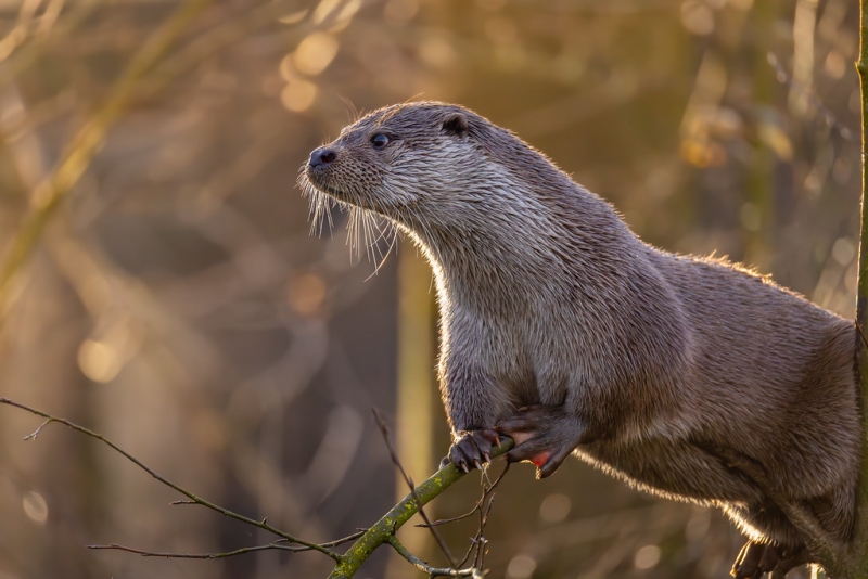 Een otter… in een boom?!