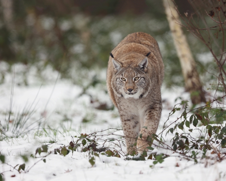 ...Lynx in winterwereld...