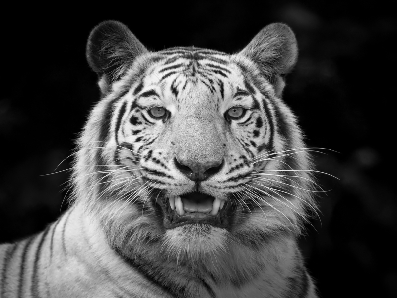 Witte Tijger + z/w update