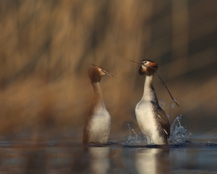 Liefde met een gouden rand