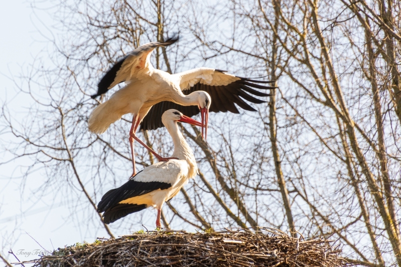 Voorjaars kriebels...