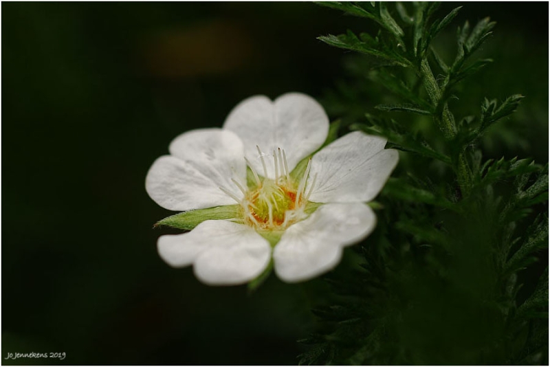 Potentilla alba