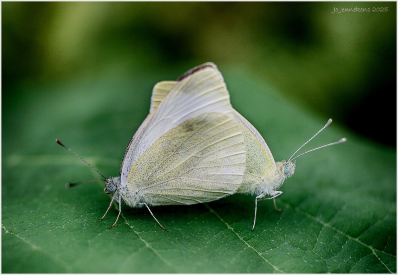 Ergens aan vasthangen.....