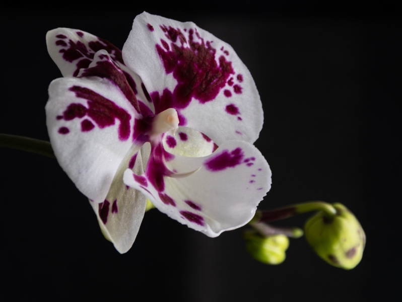 Binnenshuis een Orchidee