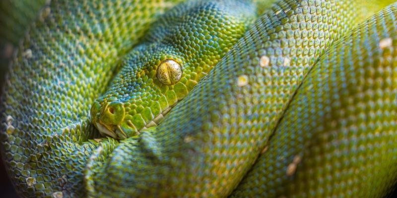 Groene boompython