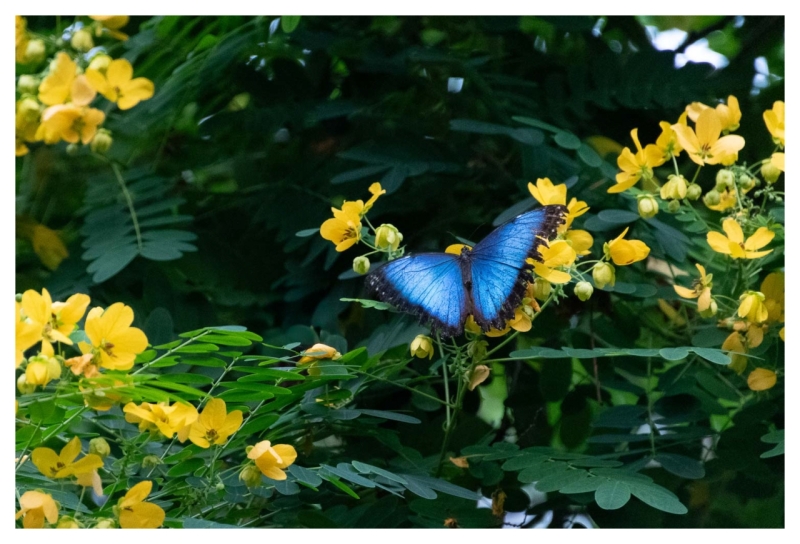 Blauw op geel +Update