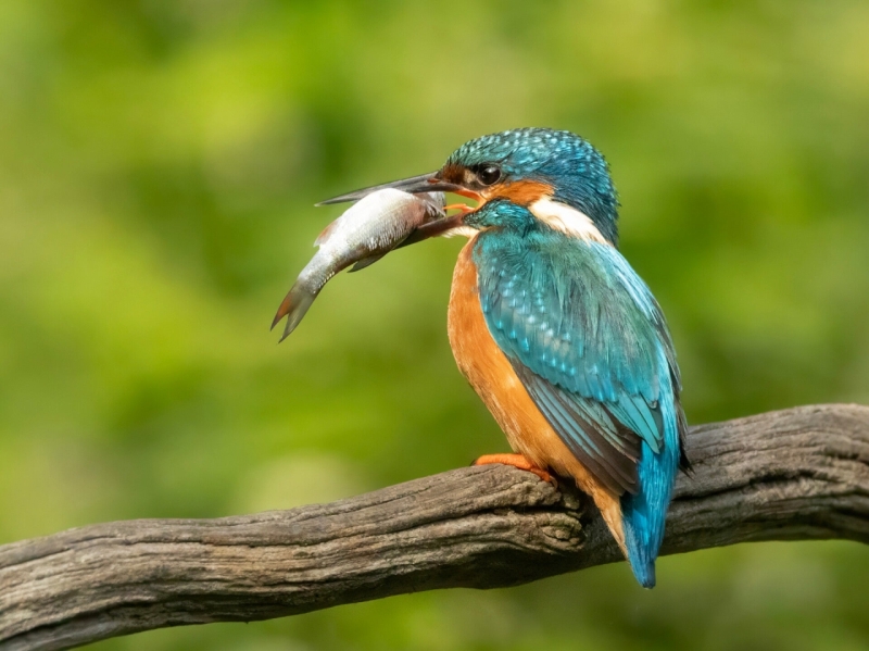 Ijsvogel