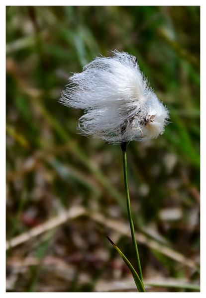 Witte pluizebol + Update +Update  2