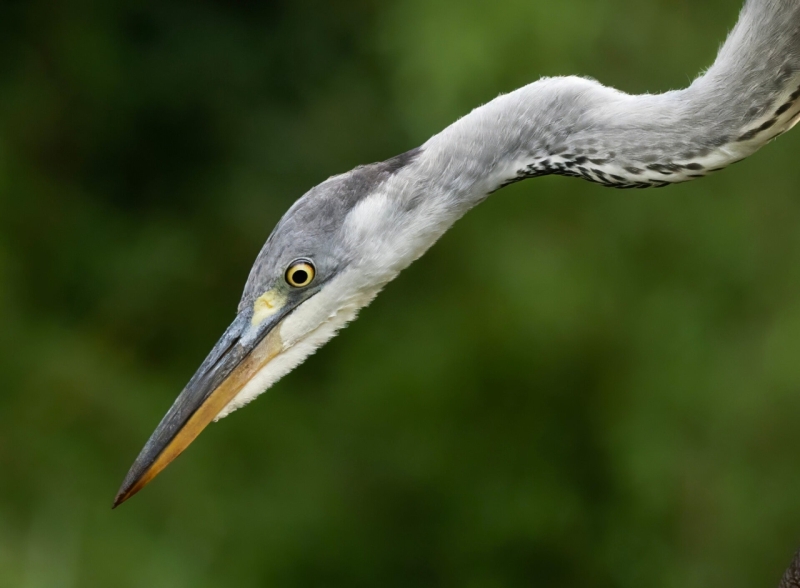 Jonge reiger
