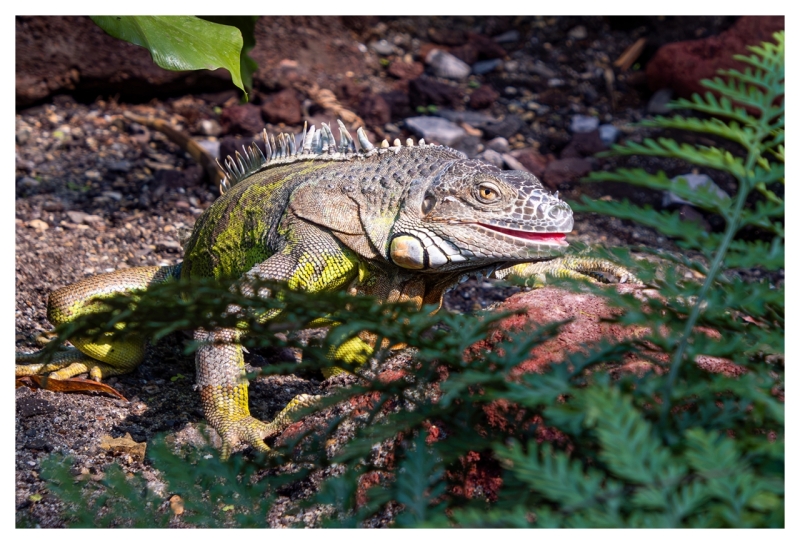 New kid at the Zoo +  UPdate