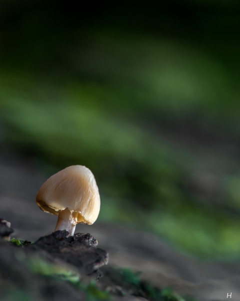 Gezwammetjes